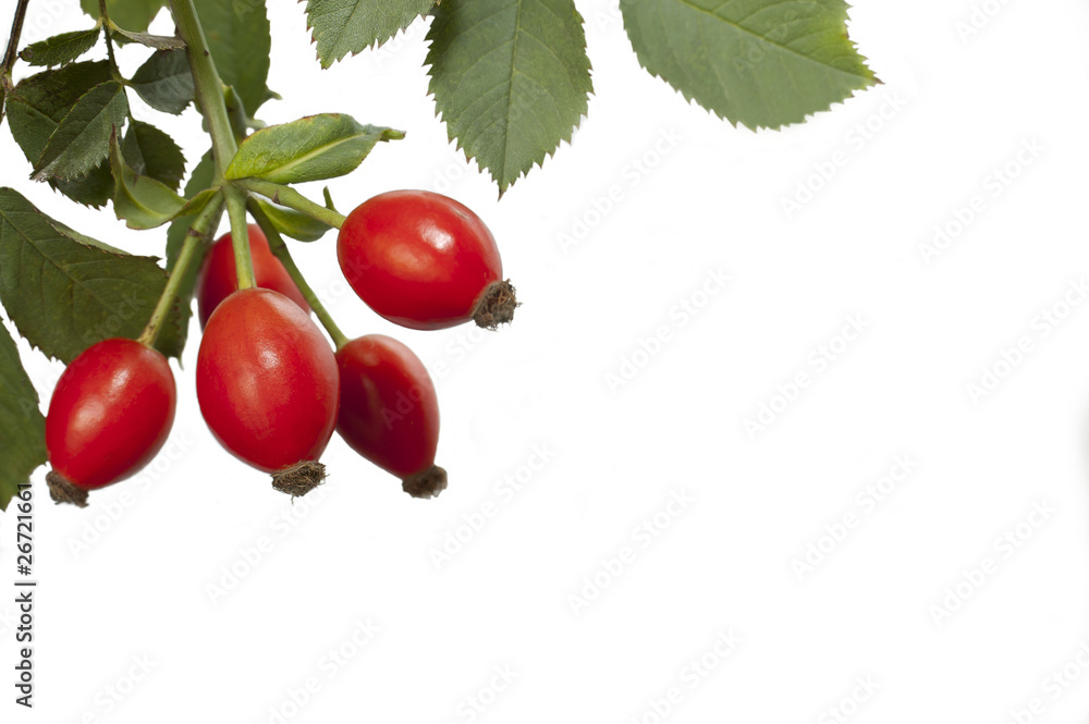 Red fruits of the wild rose Red fruits of the wild rose