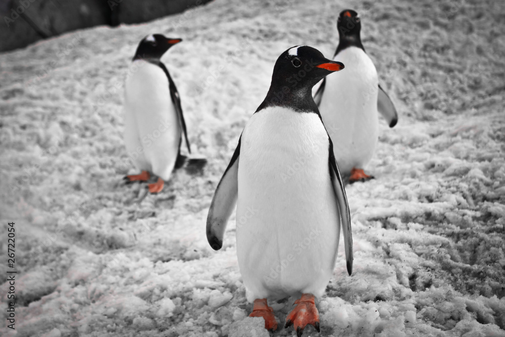 Fototapeta premium Three penguins