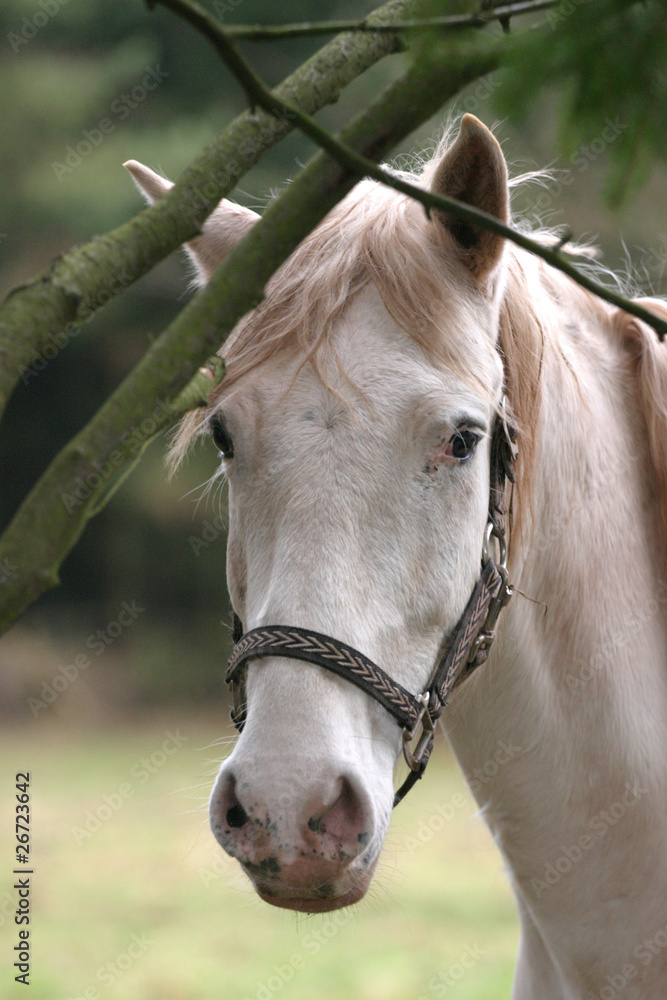 Fototapeta premium Schimmel schaut zwischen Ästen hindurch