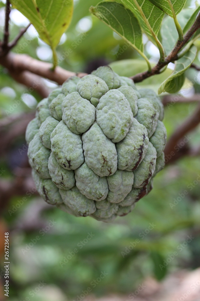 Obraz premium Sugar-apple