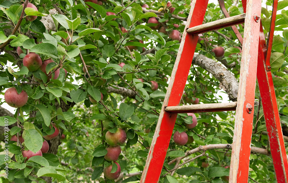 Red ladder in apple orchard