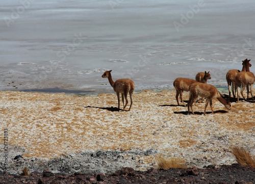 gruppo di vigogne nel salar di uyuni in bolivia © chiakto