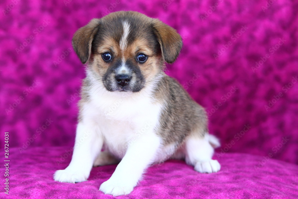 Pomeranian and Puggle Mix Puppy Stock Photo | Adobe Stock