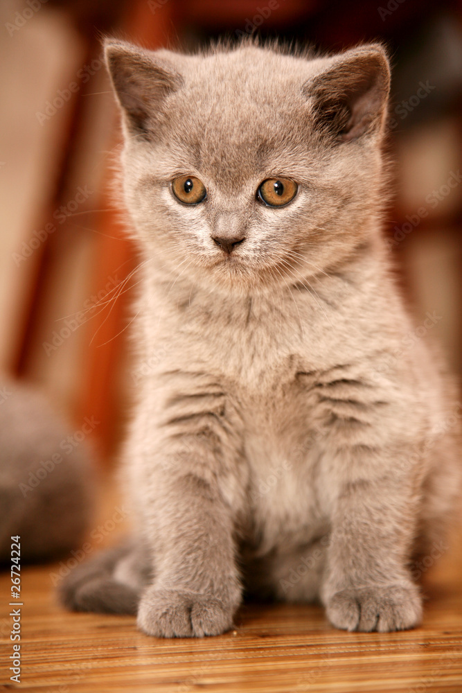 Obraz premium British cute kitten