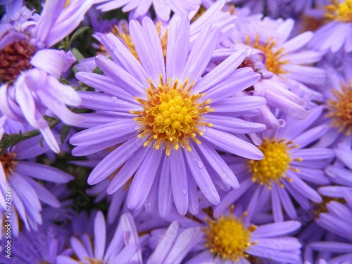 sea asters