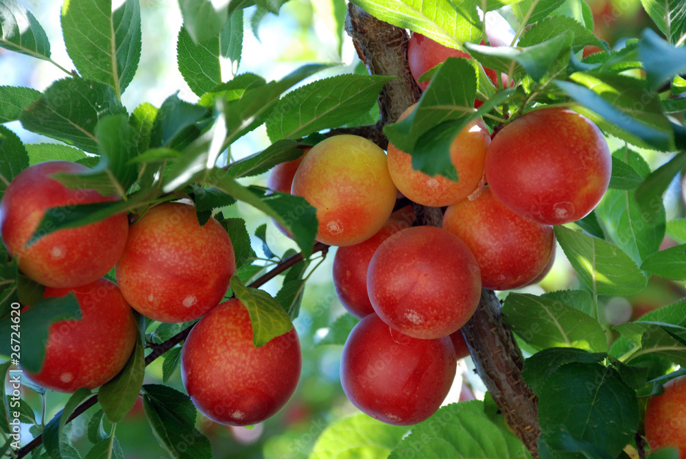 Obraz premium plum on the branch
