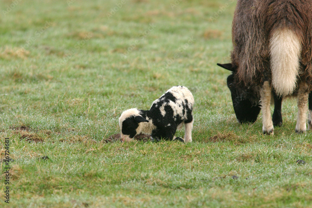 Obraz premium little lamb struggling to his feet