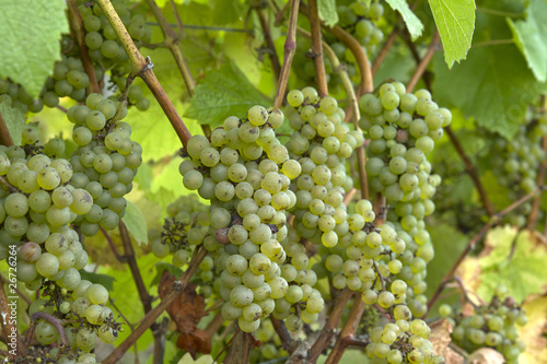 Wallpaper Mural Green Grapes on Vine Torontodigital.ca