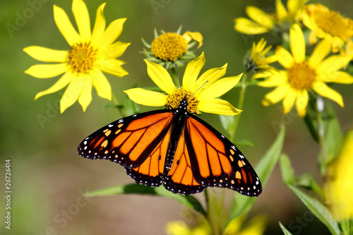 Monarch Butterfly (danaus plexippus) on Woodland Sunflowers #26726414