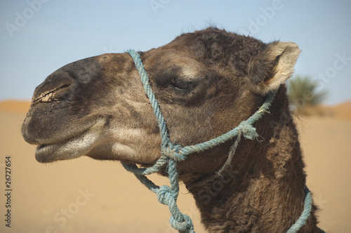 Kamel in der Wüste, Marokko, Sahara