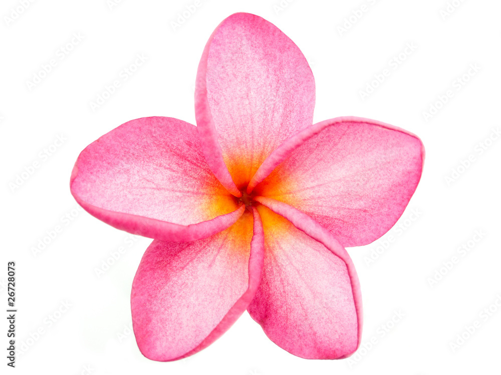Fototapeta premium Pink Frangipani Plumeria flower