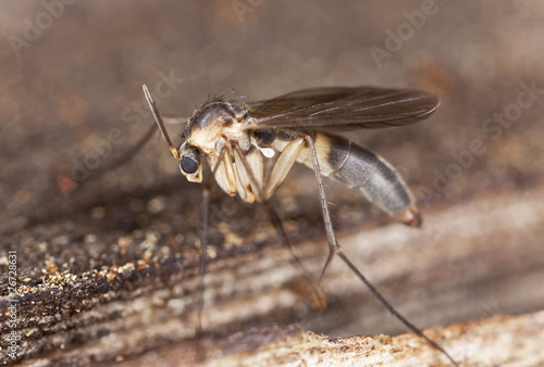 Scuttle fly (Phoridae family)