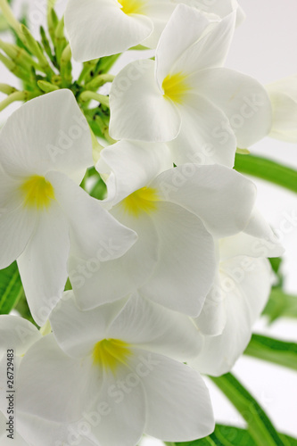 fleurs blanches de frangipanier