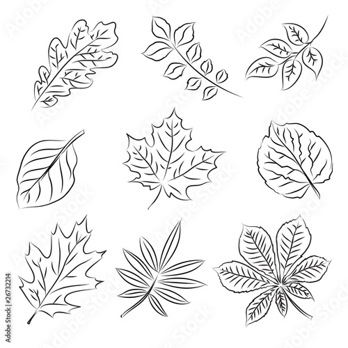 Autumn leaves sketch set