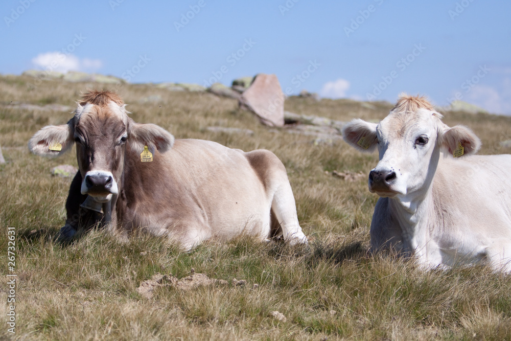 Fototapeta premium Kühe nach der Mahlzeit auf einer Alpenwiese