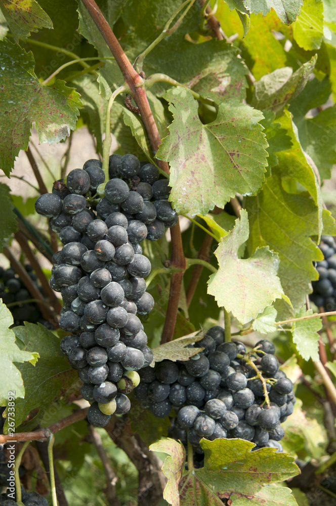 a grape on tree