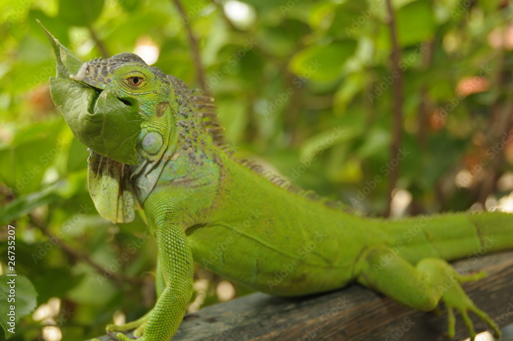 iguana iguana