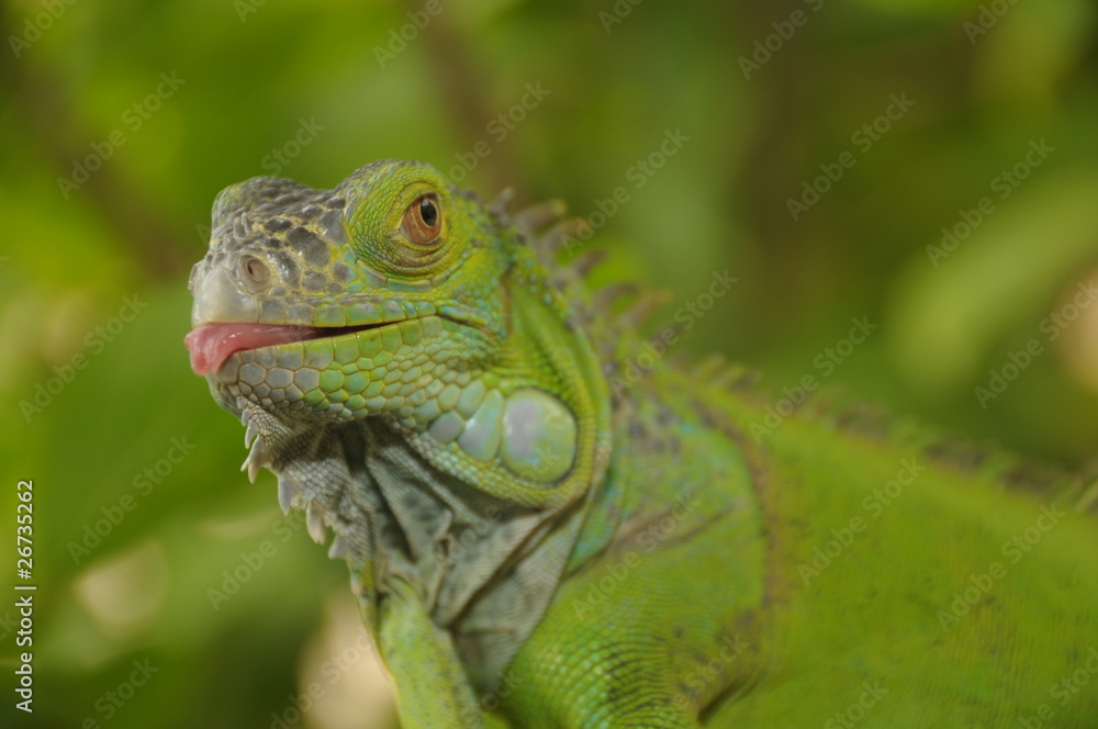iguana iguana