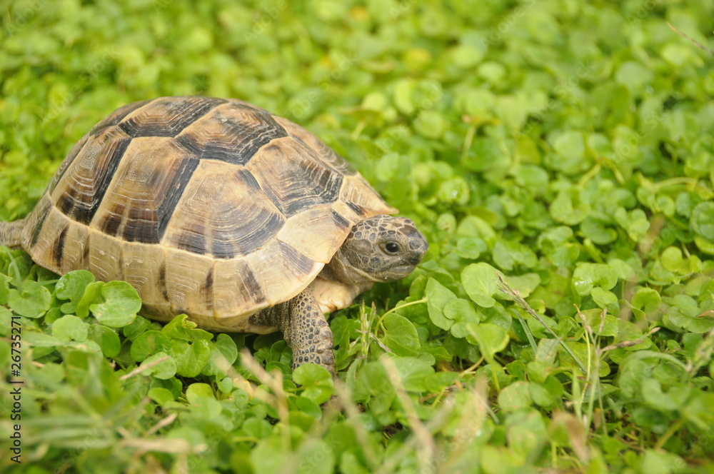 turtle turtle