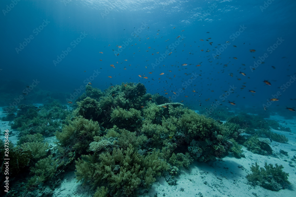 coral and fish