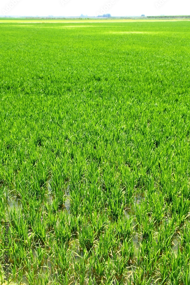 Agriculture rice field perspective in spain Valencia Agriculture rice field perspective in spain Valencia
