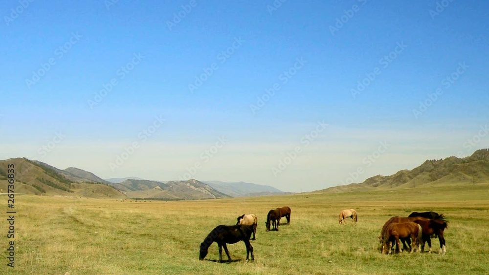 Herd of horses in the mountain valley Herd of horses in the mountain valley