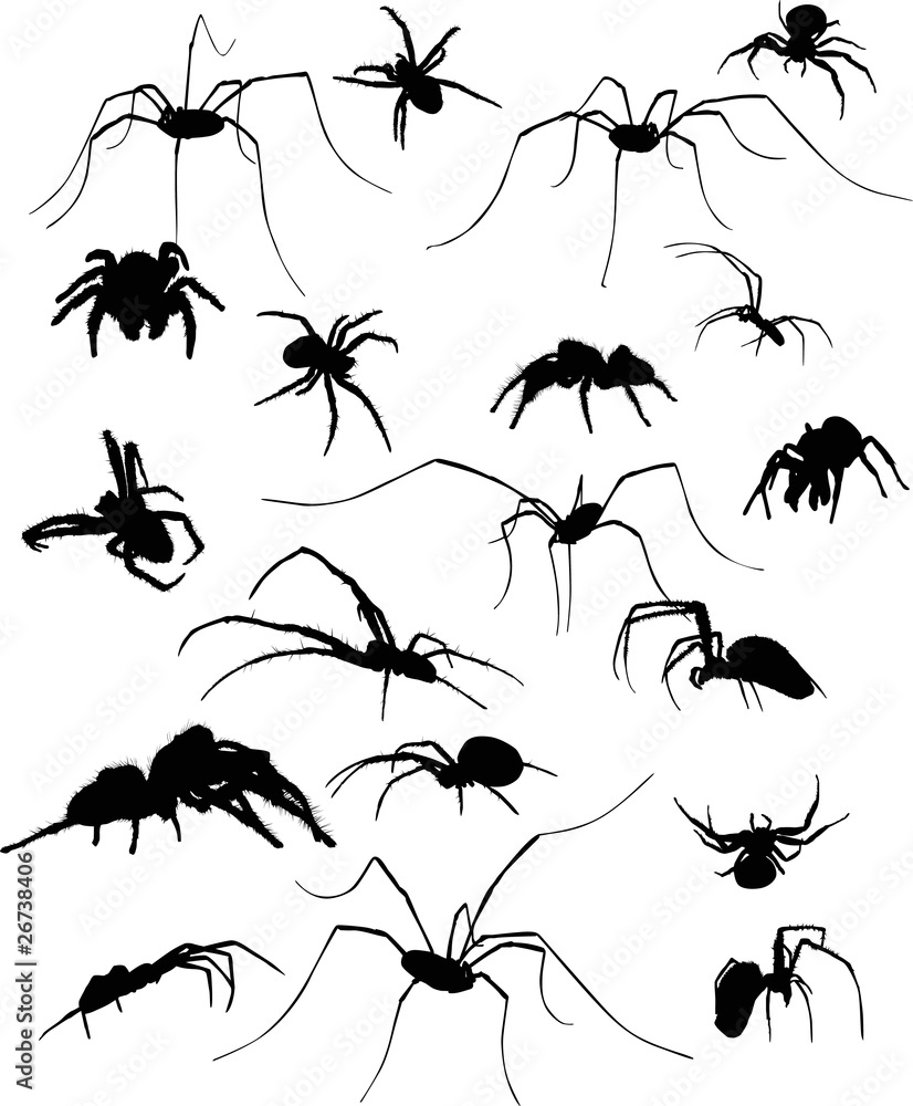nineteen spider silhouettes on white nineteen spider silhouettes on white