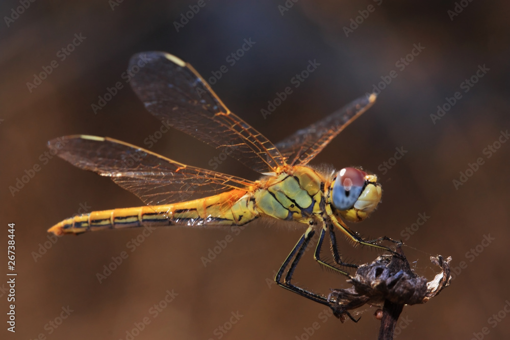Fototapeta premium DragonFly