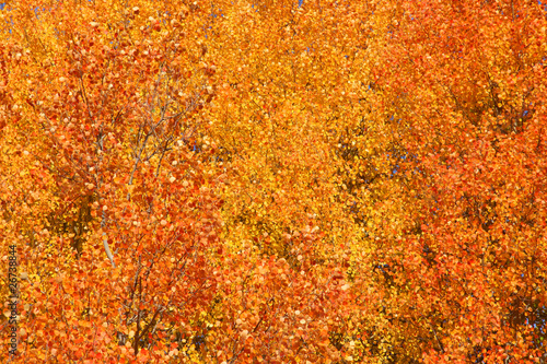 Aspen tree leaves good for autumn background