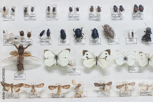 Collection of pinned bugs and butterflies with names in Latin