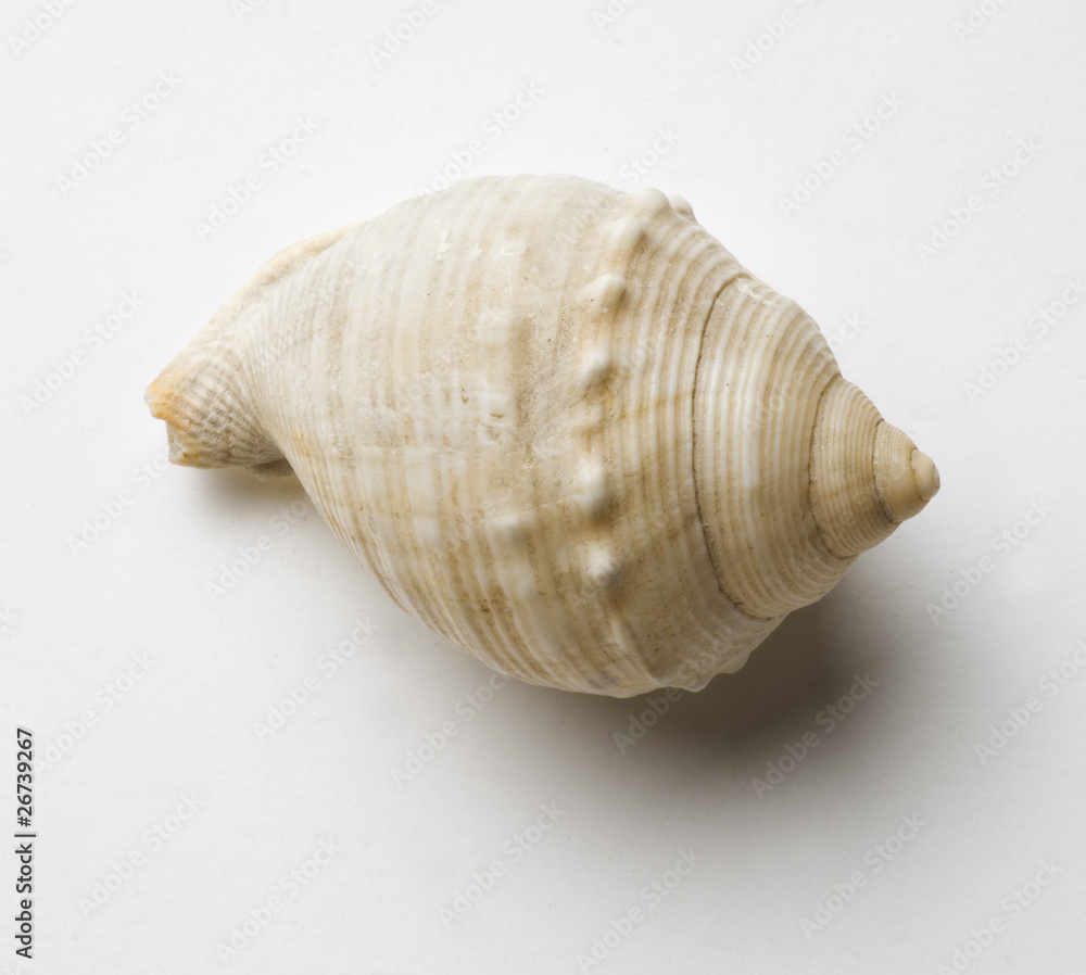 seashell