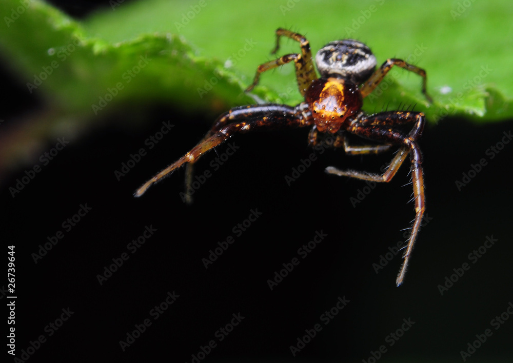 Fototapeta premium Bokochód Xysticus