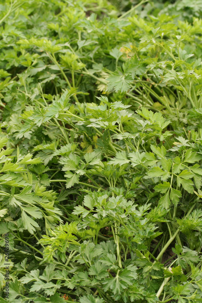 Parsley Parsley