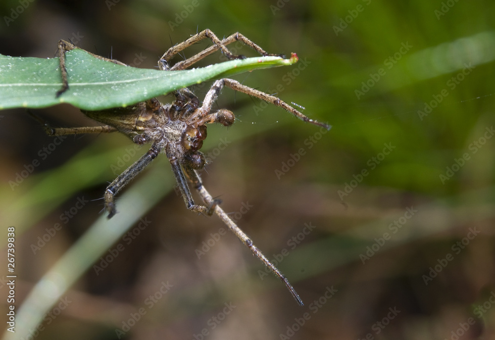 Darownik przedziwny Pisaura mirabilis Darownik przedziwny Pisaura mirabilis