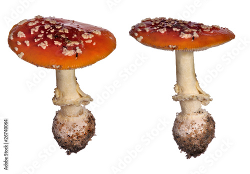 two fly-agaric mushrooms on white