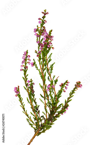 small heather with pink flowers