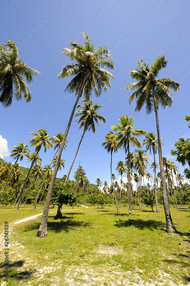 Fototapeta premium Coconut plantation near the beach of Temae, Moorea