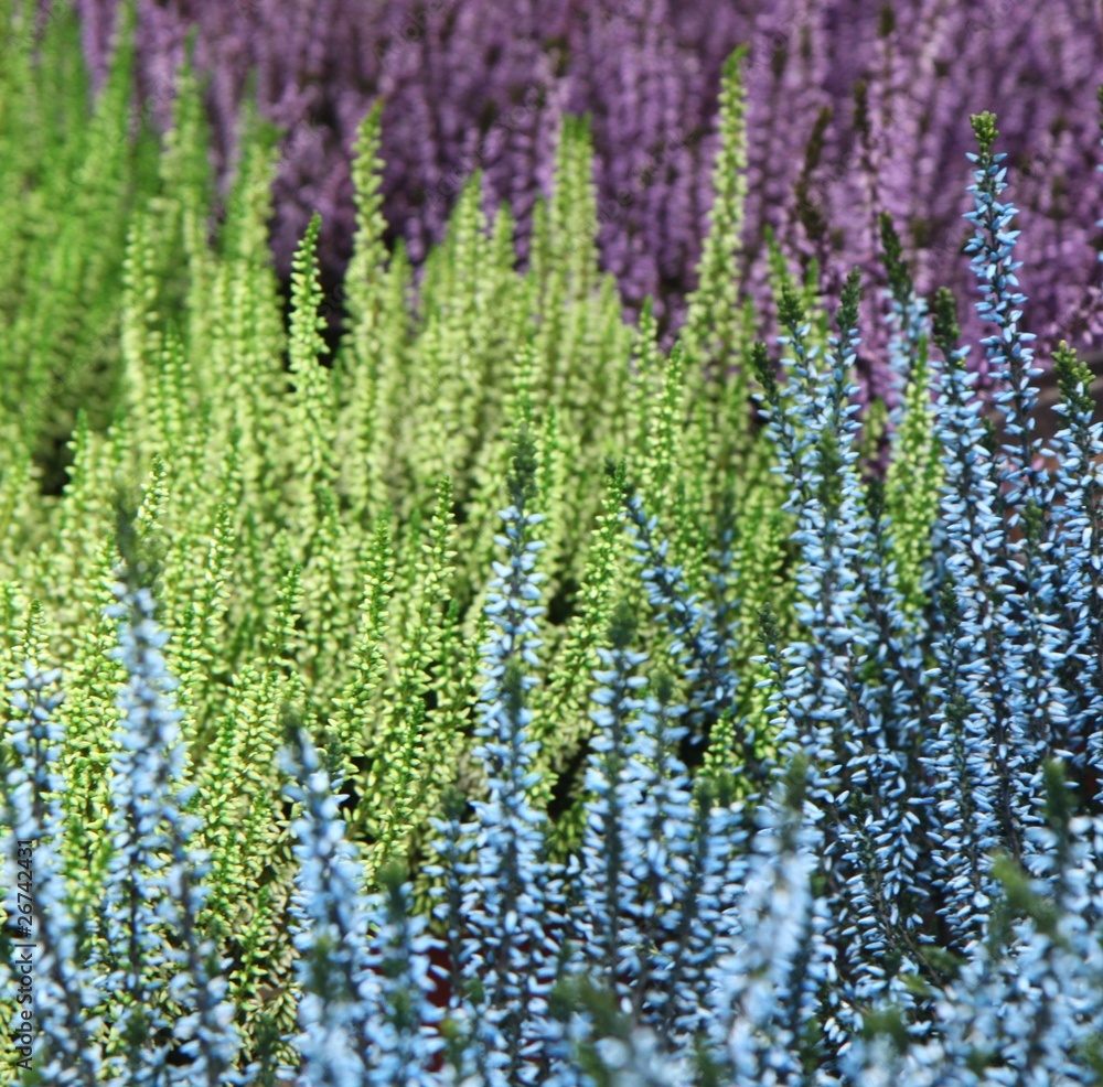 Obraz premium Bruyères association vert bleu violet