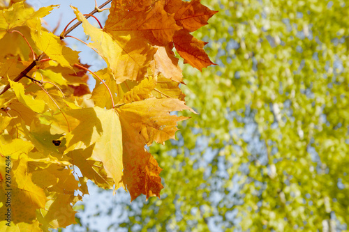 Wallpaper Mural Background with leaves Torontodigital.ca