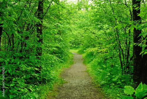 Footpath in summer forest