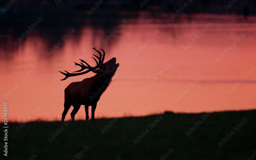 cerf brame silhouette animal mammifère contre jour étang lac m cerf brame silhouette animal mammifère contre jour étang lac m