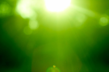 Abstract green forest defocused with sunbeam