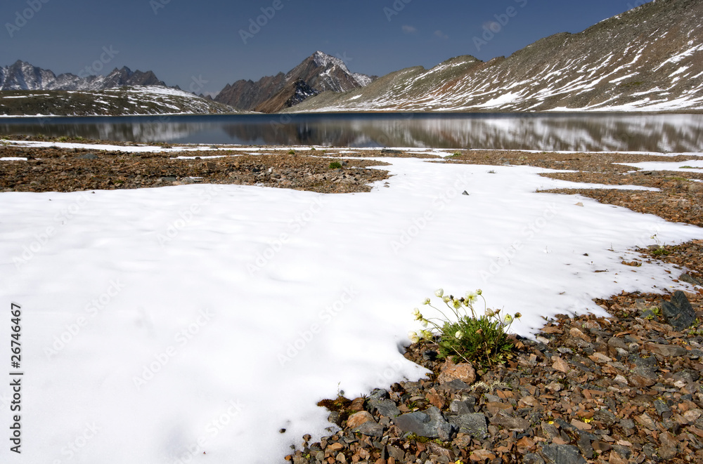 Fototapeta premium Mountain lake, snow, stones and yellow flowers. Sayan Mountains