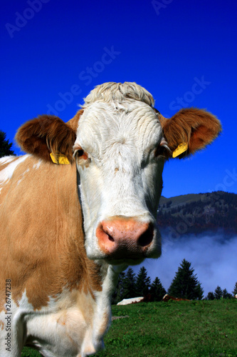 Kuh in den Alpen © BiankaB