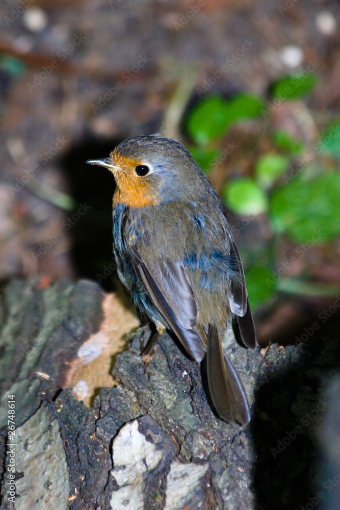 Fototapeta premium Erithacus rubecula, Robin
