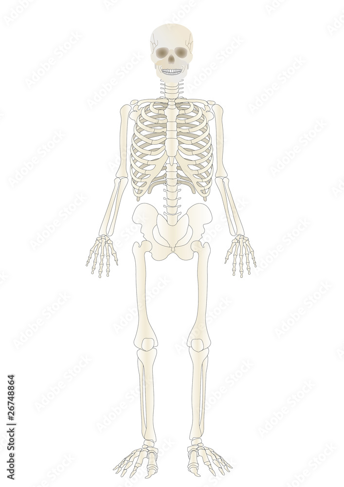 Vector the Skeleton of the person