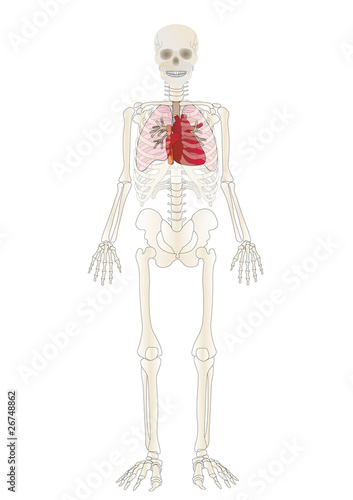 Vector the Skeleton of the person with an internal