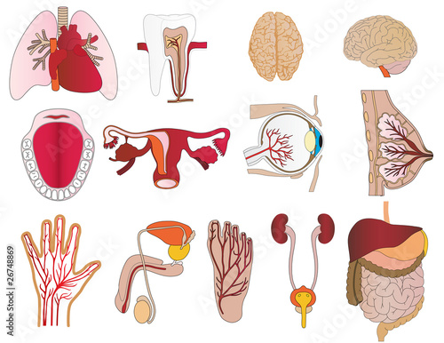Vector a set of bodies a liver lungs tooth a jaw heart a stomach