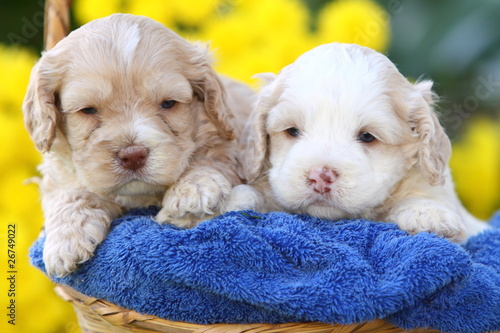 Two Cockapoo's Sitting in Basket photo