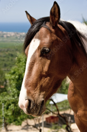 Spanish paint horse portrait © Foto.Priganica